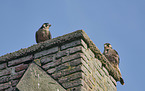 young Peregrine Falcons