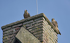 young Peregrine Falcons