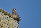 young Peregrine Falcon
