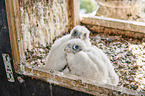 young Peregrine Falcons