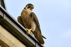 peregrine falcon