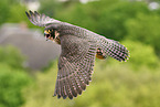 peregrine falcon