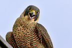 peregrine falcon