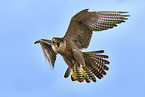 peregrine falcon