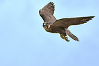 peregrine falcon