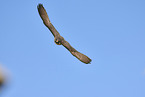 peregrine falcon