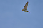 peregrine falcon