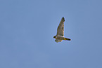 peregrine falcon