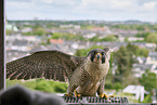 peregrine falcon