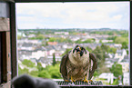 peregrine falcon