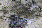 peregrine falcon