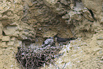 peregrine falcon