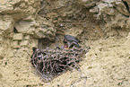peregrine falcon