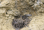 peregrine falcon