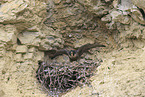 peregrine falcon