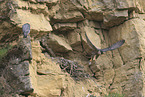peregrine falcon