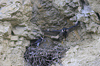 peregrine falcon