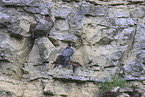 peregrine falcon