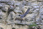 peregrine falcon