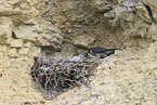 peregrine falcon