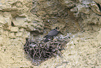 peregrine falcon