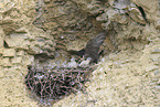 peregrine falcon