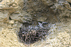 peregrine falcon