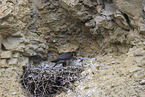 peregrine falcon