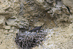 peregrine falcon