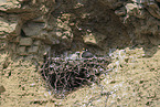 peregrine falcon