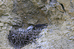 peregrine falcon