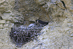 peregrine falcon
