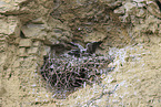 peregrine falcon