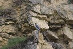 peregrine falcon