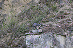 peregrine falcon