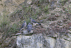 peregrine falcon