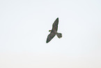 Peregrine falcon