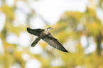 Peregrine falcon