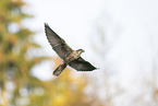 Peregrine falcon