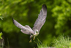 Peregrine falcon