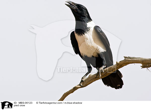 Schildrabe / pied crow / MBS-06123