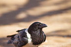 pied crow