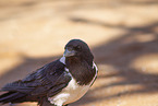 pied crow