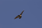 pied crow
