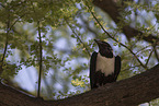 pied crow