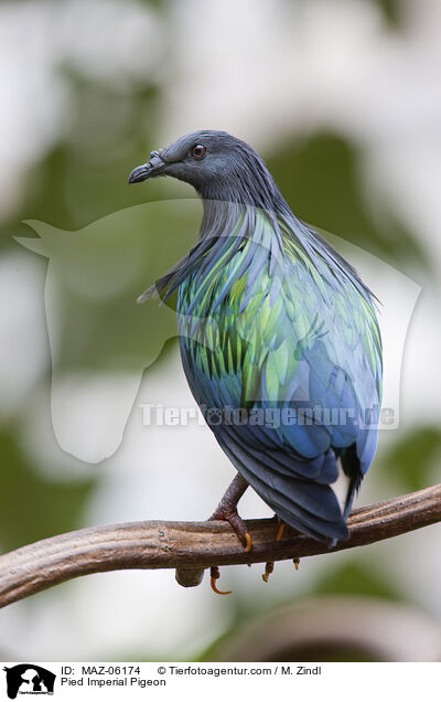 Pied Imperial Pigeon / MAZ-06174