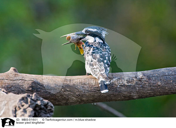 Graufischer / lesser pied kingfisher / MBS-01601