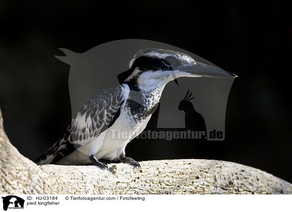 pied kingfisher / HJ-03184