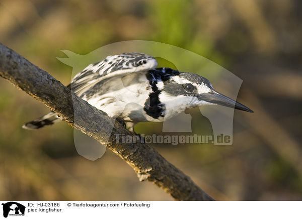 Graufischer / pied kingfisher / HJ-03186