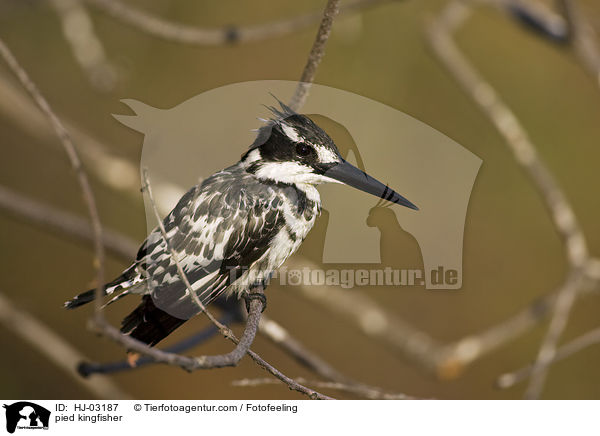 Graufischer / pied kingfisher / HJ-03187